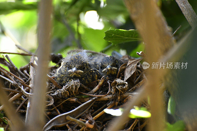 White-browed Robin-Chat